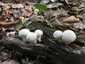 Bimbós pöfeteg (Lycoperdon perlatum), Mátra